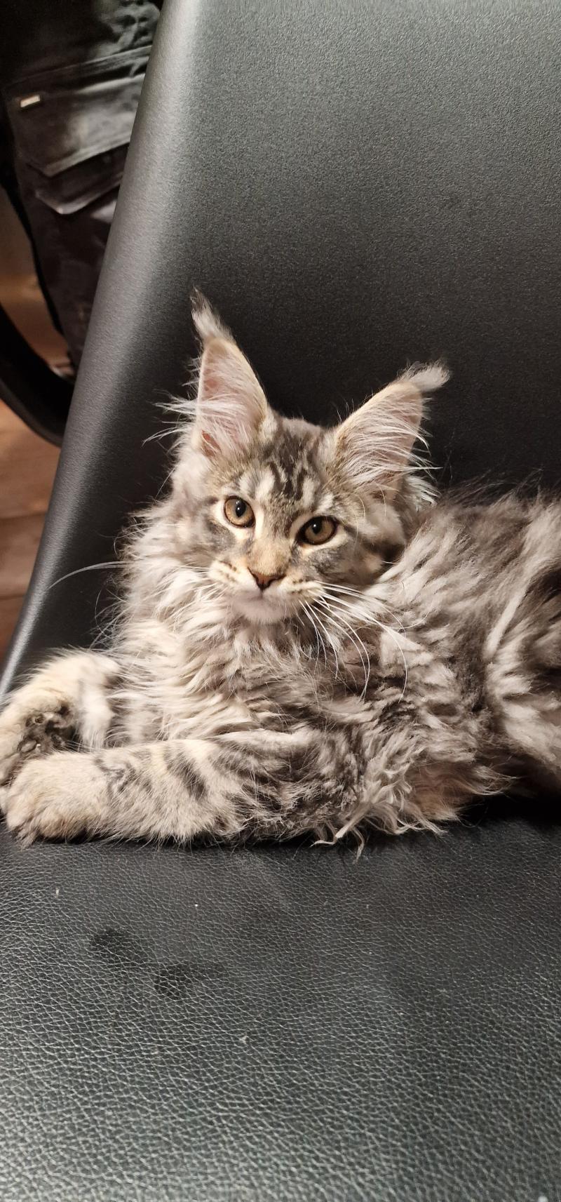 Alaska Des Iscles Domingue Femelle Maine coon