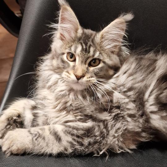 chaton Maine coon blue silver ticked tabby Alaska Aux Murmures du Maine