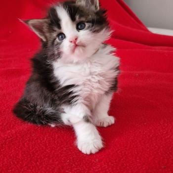 chaton Maine coon black bicolor Baïa Aux Murmures du Maine