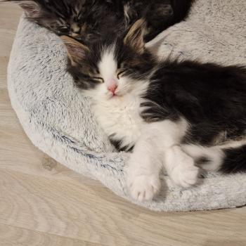 chaton Maine coon black silver tabby bicolor Baïa Aux Murmures du Maine