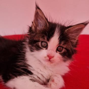 chaton Maine coon black silver tabby bicolor Baïa Aux Murmures du Maine