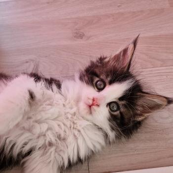 chaton Maine coon black silver tabby bicolor Baïa Aux Murmures du Maine