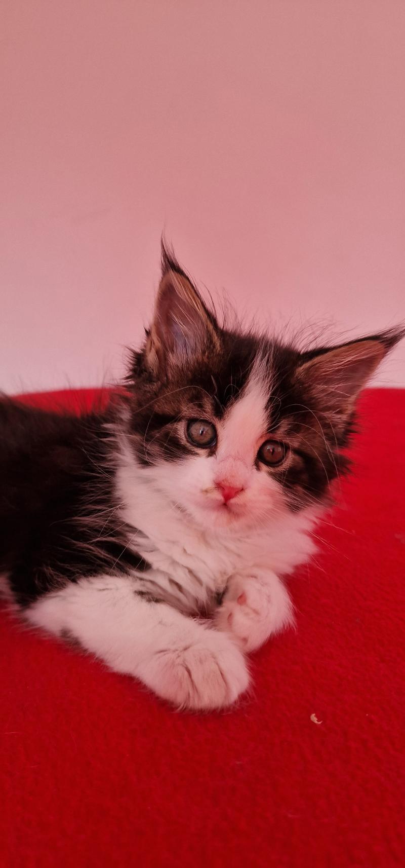 Baïa Aux Murmures du Maine Femelle Maine coon