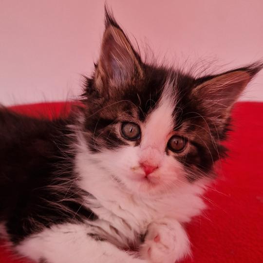 Baïa Aux Murmures du Maine Femelle Maine coon