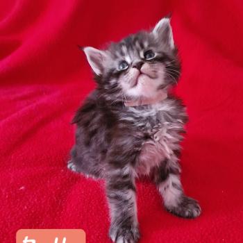 chaton Maine coon black silver tabby Belle Aux Murmures du Maine