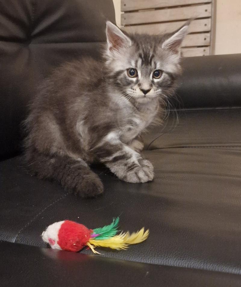 Belle Aux Murmures du Maine Femelle Maine coon