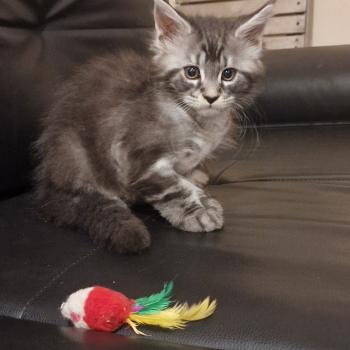 chaton Maine coon black silver tabby Belle Aux Murmures du Maine