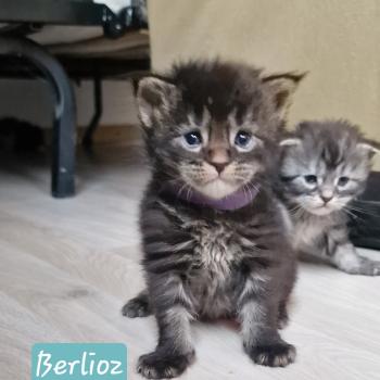 chaton Maine coon brown tabby Berlioz Aux Murmures du Maine