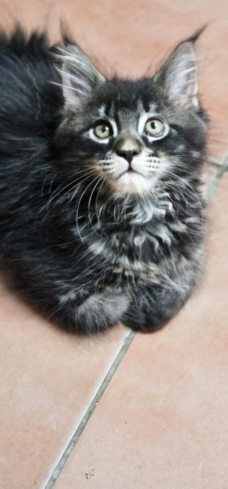 Berlioz Aux Murmures du Maine Mâle Maine coon