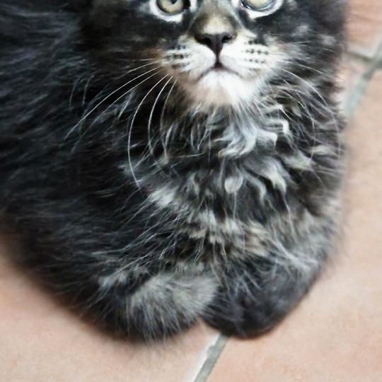 Berlioz Aux Murmures du Maine Mâle Maine coon