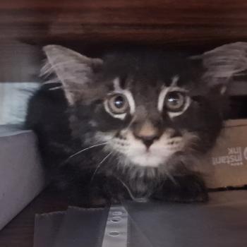 chaton Maine coon black silver tabby Berlioz Aux Murmures du Maine