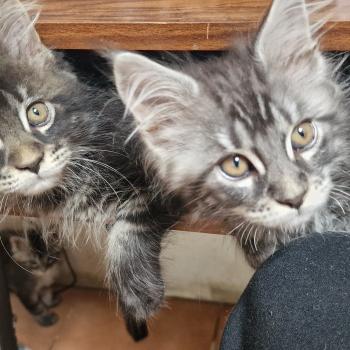chaton Maine coon black silver tabby Berlioz Aux Murmures du Maine
