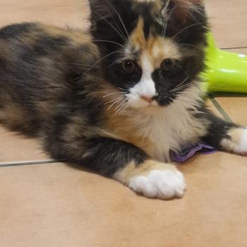 chat Maine coon Bikini Aux Murmures du Maine