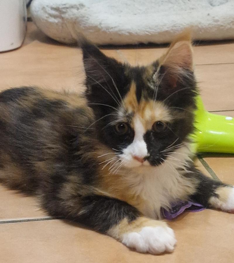 Blye Des Gousses de Vanille Femelle Maine coon