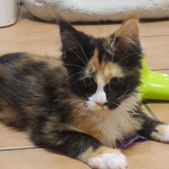 Blye Des Gousses de Vanille Femelle Maine coon