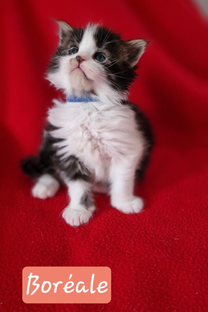 Boréale Aux Murmures du Maine Femelle Maine coon