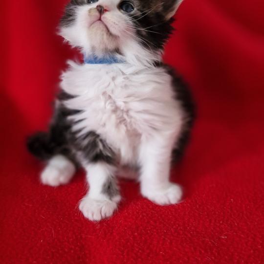Boréale Aux Murmures du Maine Femelle Maine coon