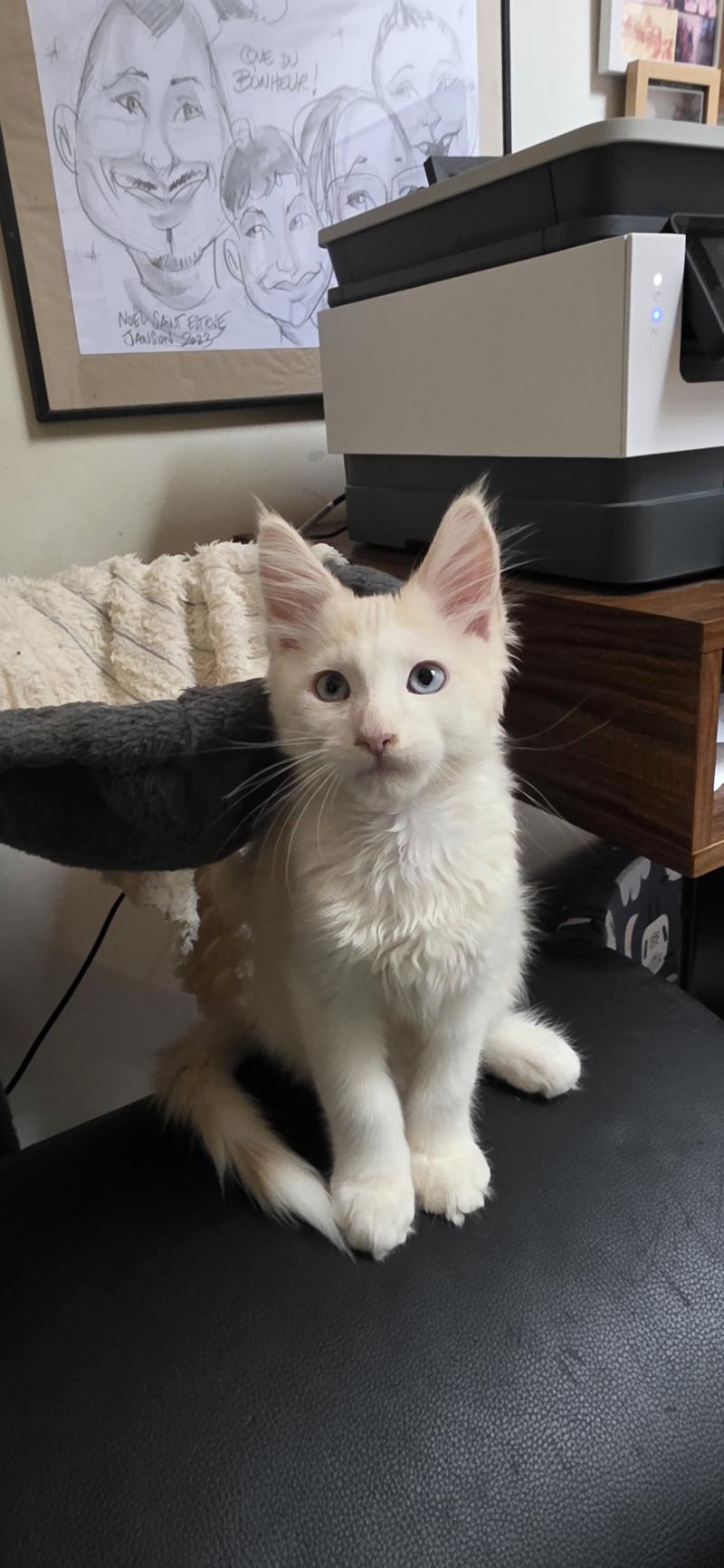 Braxton Des Gousses de Vanille Mâle Maine coon