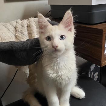 chat Maine coon red silver shaded Braxton Aux Murmures du Maine