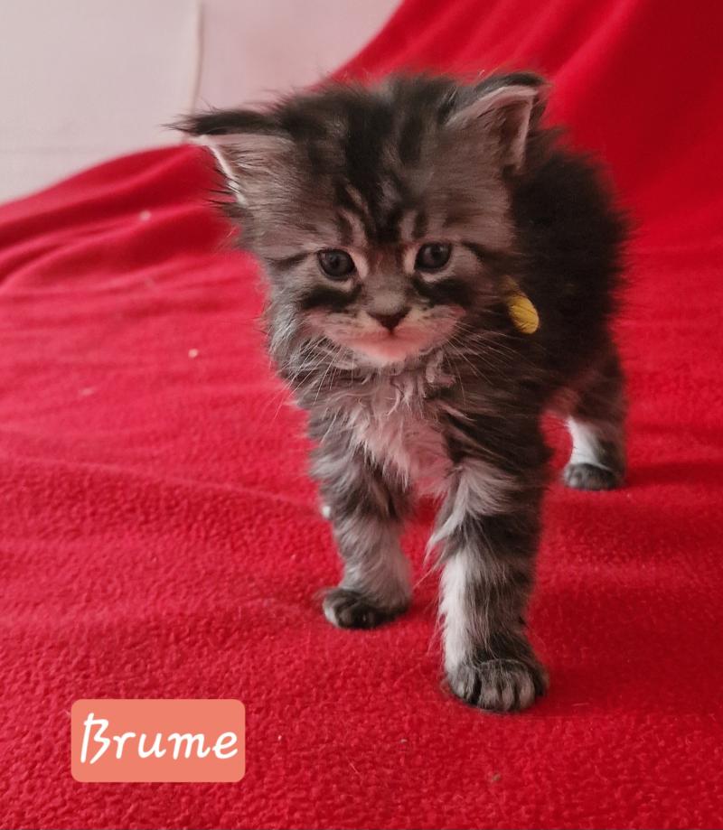 Brume Aux Murmures du Maine Femelle Maine coon