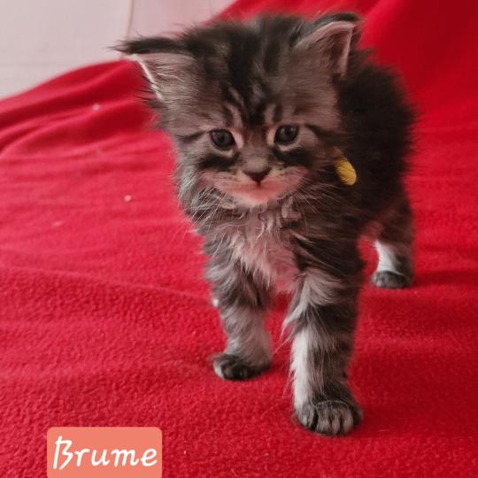 Brume Aux Murmures du Maine Femelle Maine coon