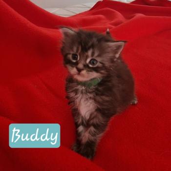 chaton Maine coon black smoke Buddy Aux Murmures du Maine