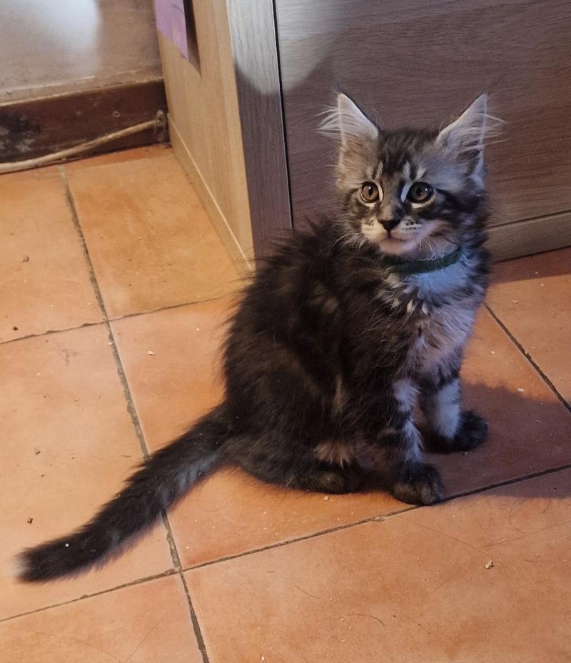 Buddy Aux Murmures du Maine Mâle Maine coon