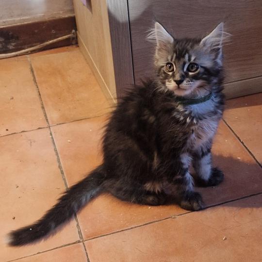 Buddy Aux Murmures du Maine Mâle Maine coon