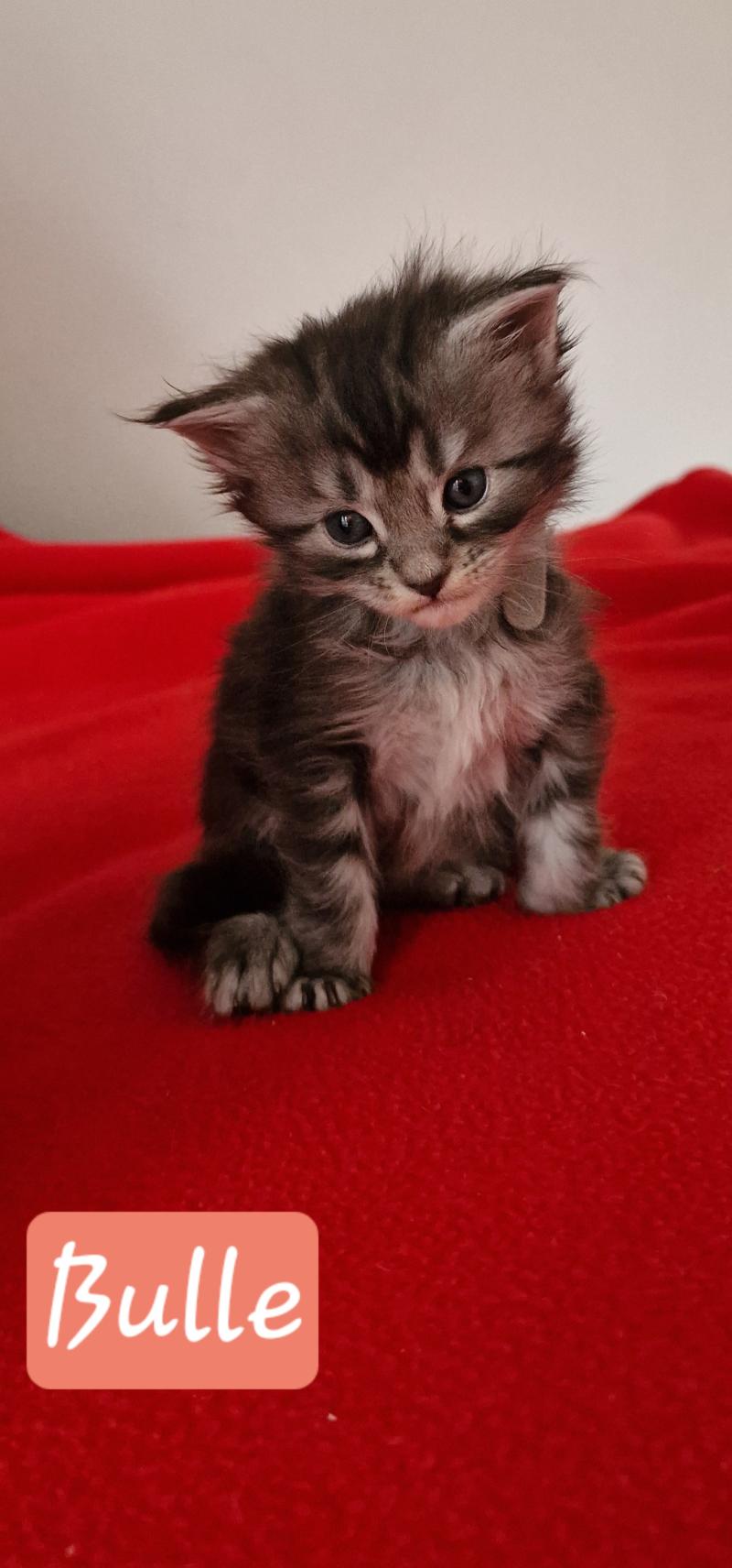 Bulle Aux Murmures du Maine Femelle Maine coon