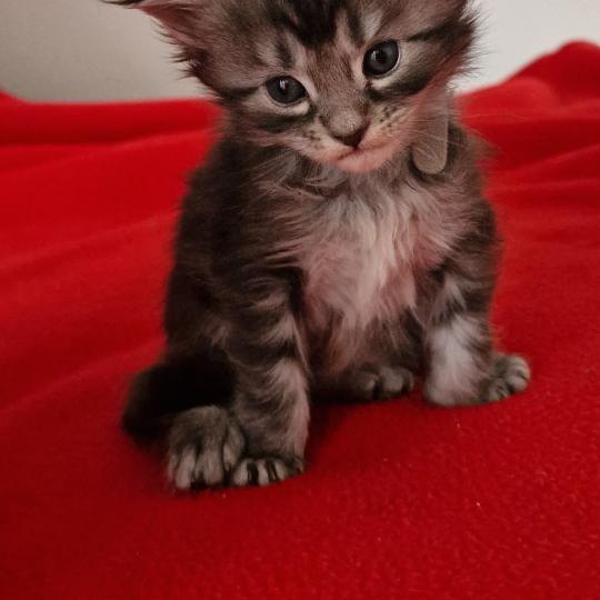 Bulle Aux Murmures du Maine Femelle Maine coon