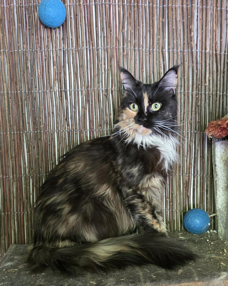 Felinos de Buerdeos Sarada Femelle Maine coon