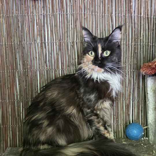 Felinos de Buerdeos Sarada Femelle Maine coon