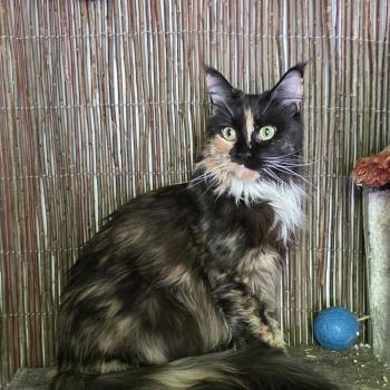 chat Maine coon Sarada Aux Murmures du Maine