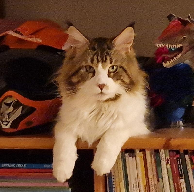 Tazz Mâle Maine coon