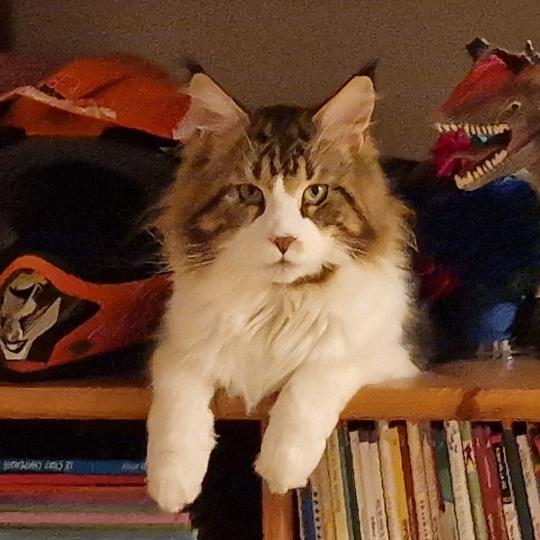 chat Maine coon brown mackerel tabby Tazz Aux Murmures du Maine