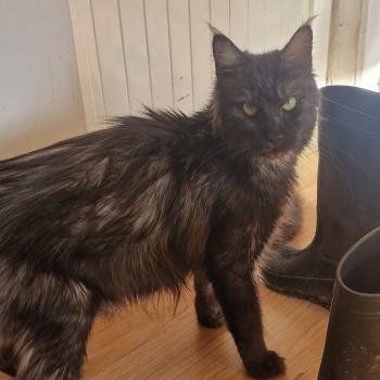 chat Maine coon black smoke Venus Aux Murmures du Maine