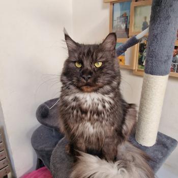 chat Maine coon black smoke Venus Aux Murmures du Maine
