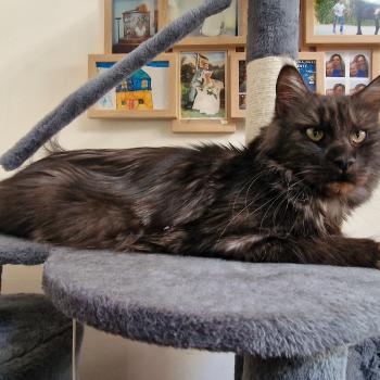 chat Maine coon black smoke Venus Aux Murmures du Maine