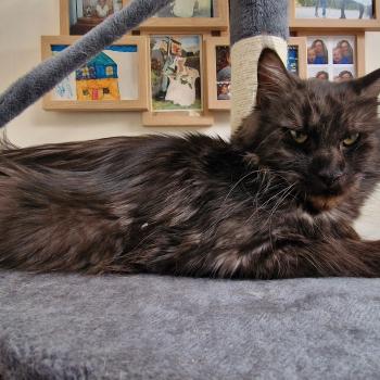 chat Maine coon black smoke Venus Aux Murmures du Maine