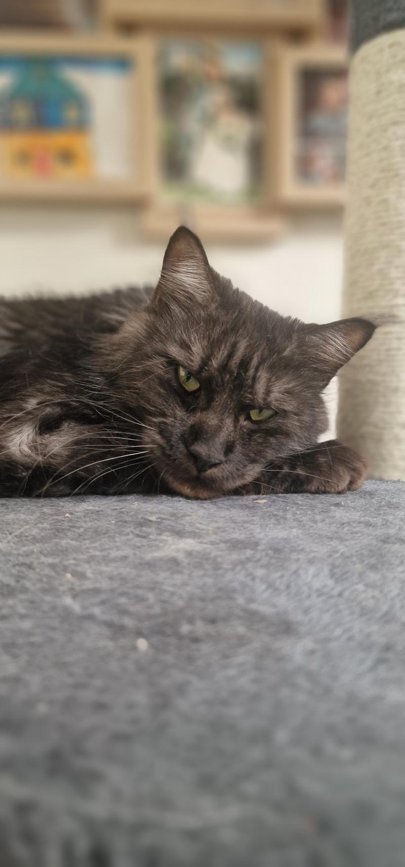 Venus Femelle Maine coon