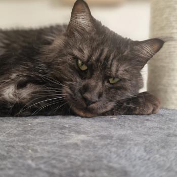 Venus Femelle Maine coon