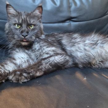 chat Maine coon black smoke Venus Aux Murmures du Maine